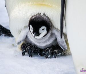 An emperor penguin chick is on its parent's feet and looking out towards the camera.