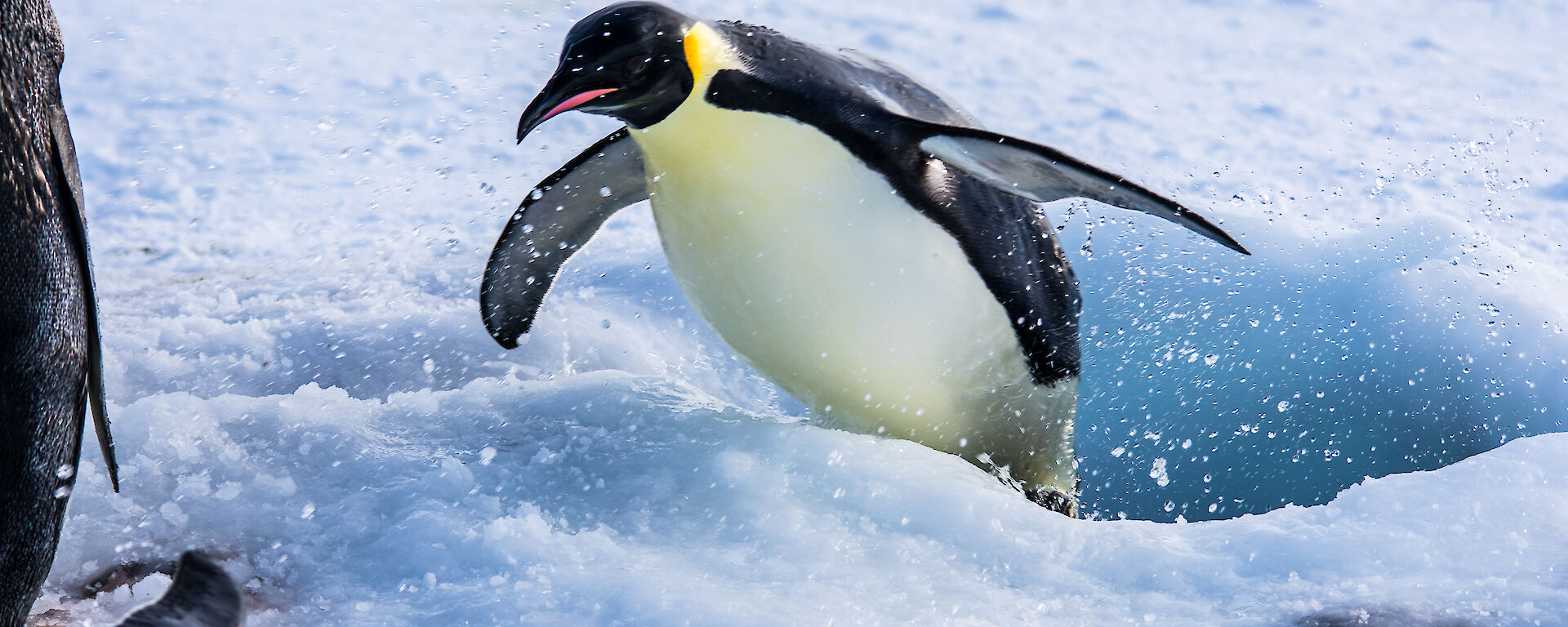An emperor penguin is photographed in mid-air as it jumps from the water through a hole in the ice