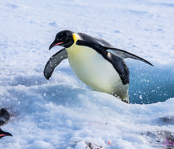 An emperor penguin is photographed in mid-air as it jumps from the water through a hole in the ice
