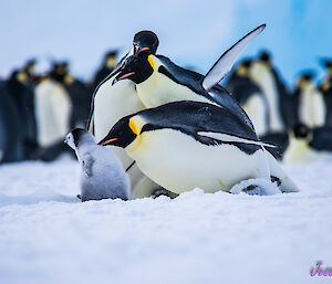 An emperor penguin chick is trying to run away from a group of three adult penguins