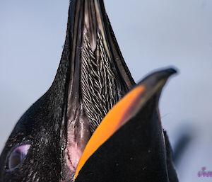 A close up photograph of an emperor penguin with its beak open