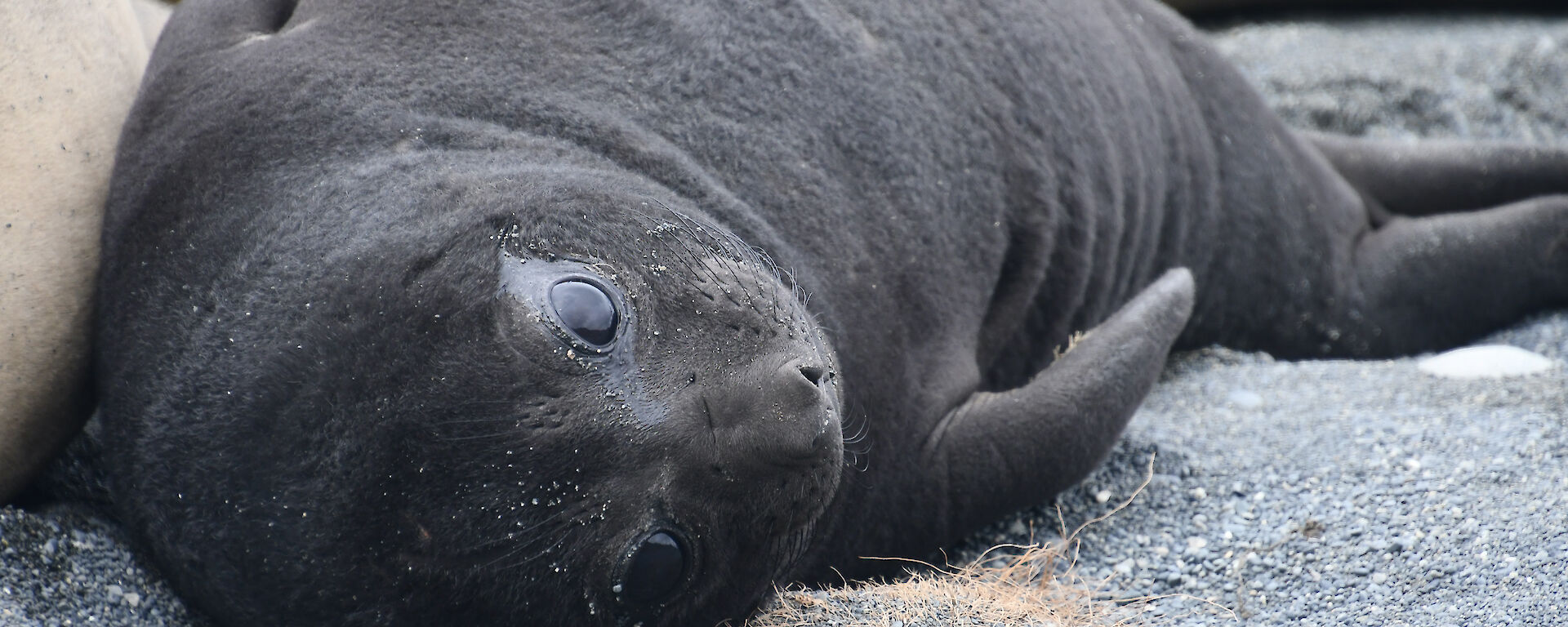 Big eyed elephant seal pup
