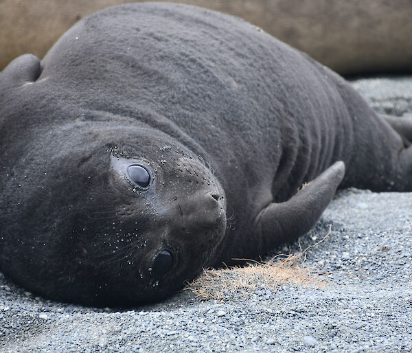 Big eyed elephant seal pup