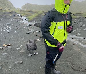 We go out in just about all kinds of weather. This Giant Petrel was only too happy to use NC as a wind break while he counted the harem