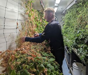 A smiling man leans over a hydroponics tray and pulls out long straggly cucumber plants.