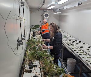 Three people removing lettuce and herbs from white hydroponics trays.