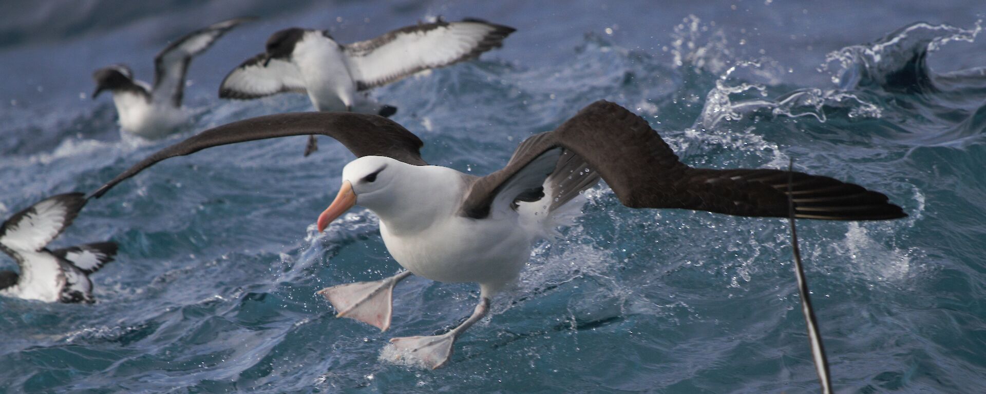 Albatross landing on the ocean surrounded by other albatrosses