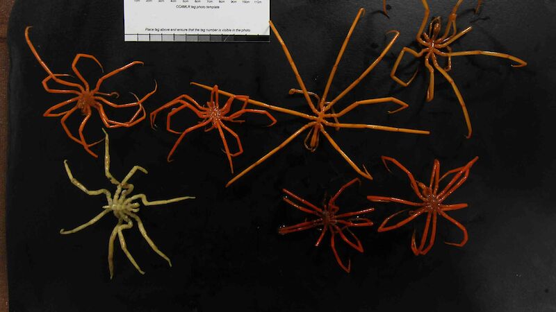 Six sea spiders arranged on a black background