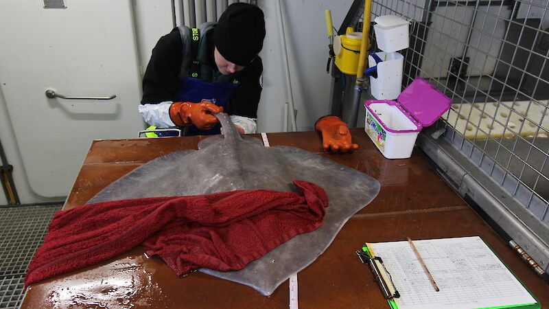 A scientist takes blood from the tail of a skate, lying on a wooden bench with a red towel over its eyes.