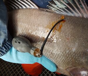 A pop-up satellite tag on a Patagonian toothfish.