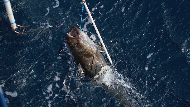 A Patagonian toothfish being hauled in on a fishing line.