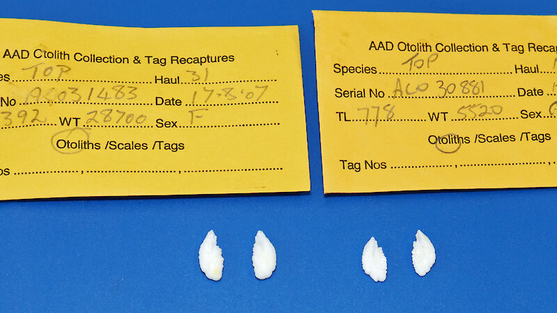 Two pairs of otoliths (ear bones) on a blue background with information written on yellow cards about the weight and sex of the fish the ear bones came from.