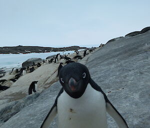 An Adélie penguin is looking directly at the camera on a rocky landscape. In the background are many more penguins moving over the rocks.