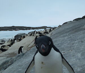 An Adélie penguin is looking directly at the camera on a rocky landscape. In the background are many more penguins moving over the rocks.