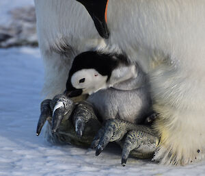 A small emperor penguin chick is sitting on its parent's feet which is standing on the ice.