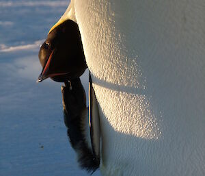 An emperor penguin has its head down to the side of its body and is scratching itself with its wing