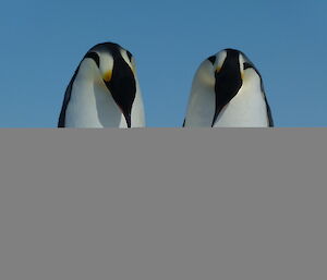 Two emperor penguins are facing the camera with their heads bowed. In the distance are a number of icebergs rising from the sea ice.