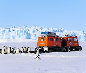 A group of emperor penguins are gathered near a orange Hägglunds vehicle that is parked on the sea ice. In the distance are large icebergs rising from the ice.