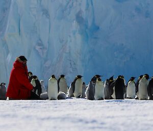 A man is kneeling on the sea ice and is surrounded by a large number of emperor penguin adults and chicks. In the background is a large iceberg