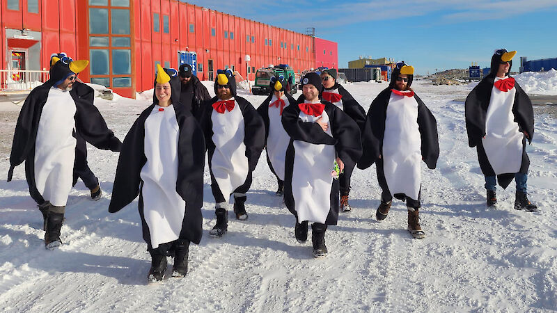 Eight people dressed as penguins run along the ice with the red shed in the background