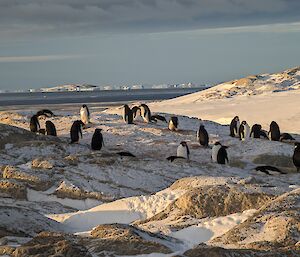 Adelie penguins standing in a group with icebergs on the bay in the background