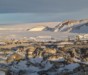 Expeditioners standing on the rocks taking photos of a group of penguins