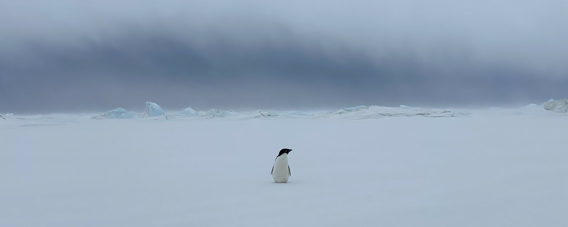A lone black and white penguin stands on the snow.