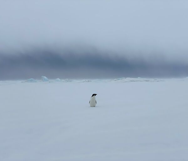 A lone black and white penguin stands on the snow.
