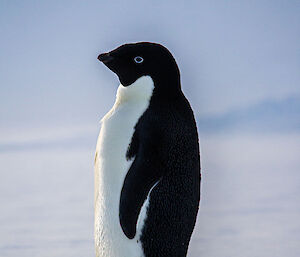 Close-up shot of a black and white Adelie Penguin standing on the sea-ice.