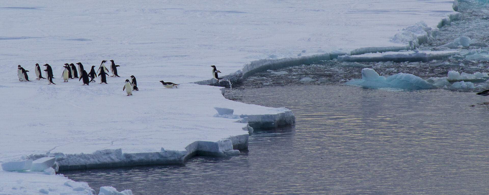 A group of about fifteen Adelie Penguins standing on the edge of the sea-ice having just jumped out of the ocean water.