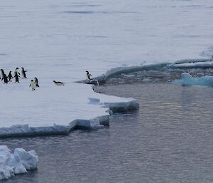 A group of about fifteen Adelie Penguins standing on the edge of the sea-ice having just jumped out of the ocean water.