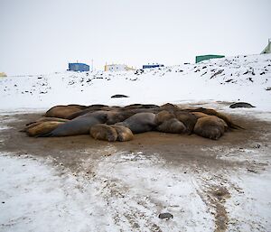 A huddle of brown and grey elephant seals lying on a snow covered beach.