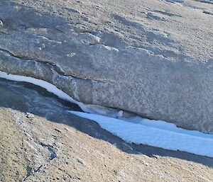 A pure white snow petrel is sitting in a crack formed under a rock overhang