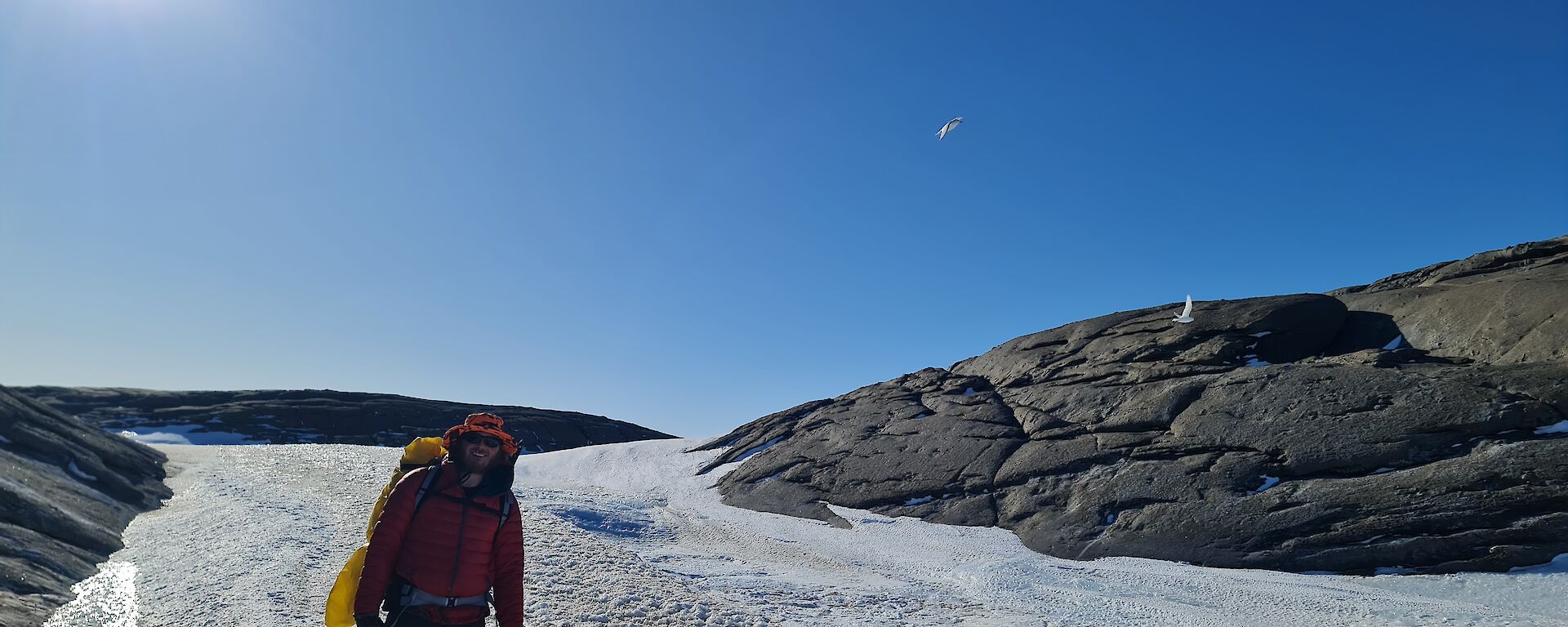 Two pure white snow petrels can be seen flying behind a man who is walking over the ice and smiling at the camera.