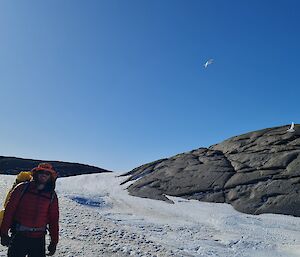 Two pure white snow petrels can be seen flying behind a man who is walking over the ice and smiling at the camera.