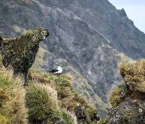 A black-browed albatross stands on a rock on a hillside