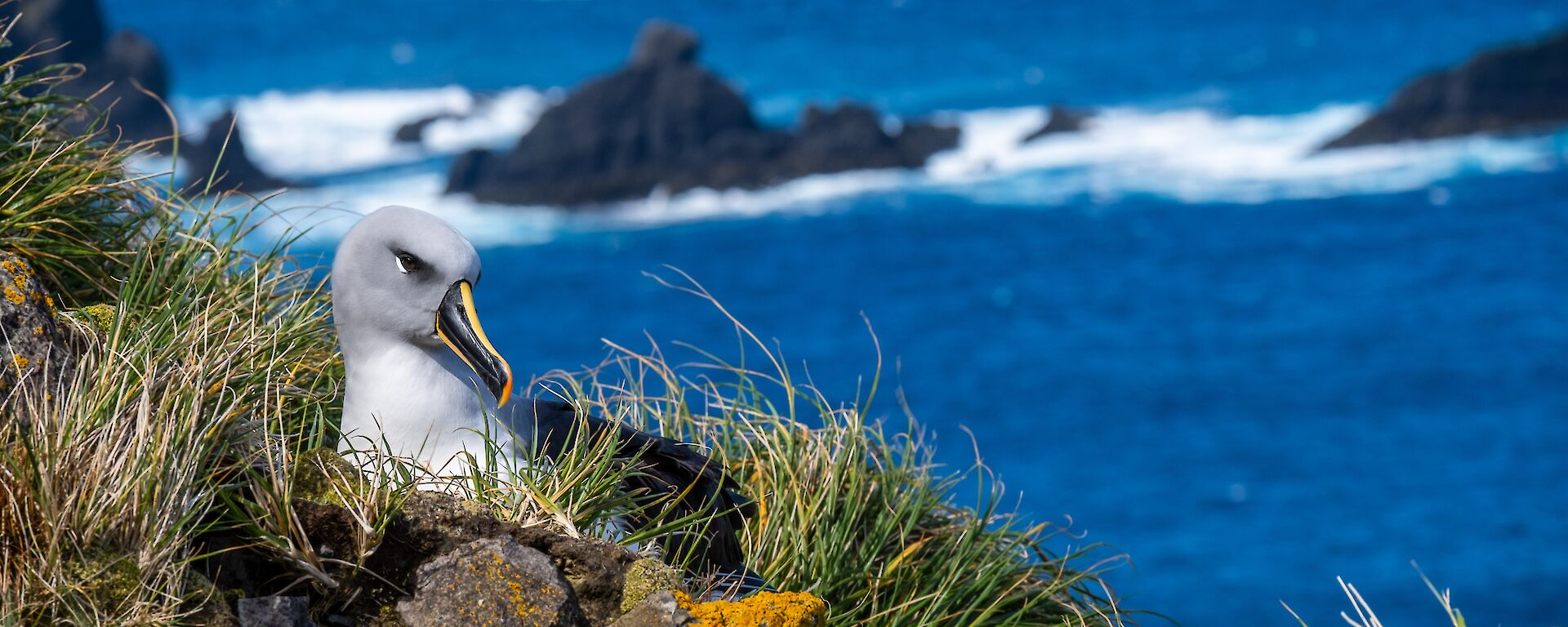 A regal white bird with a yellow strip on its beak, sits in a nest on the side of a cliff.