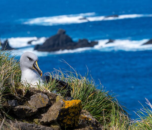 A regal white bird with a yellow strip on its beak, sits in a nest on the side of a cliff.