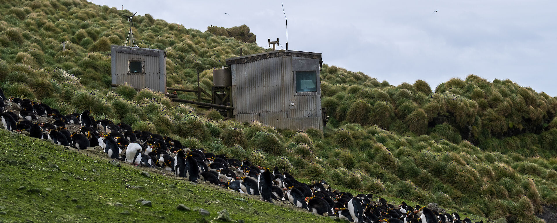 A hut stands on a hillside surrounded by penguins