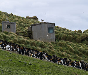 A hut stands on a hillside surrounded by penguins