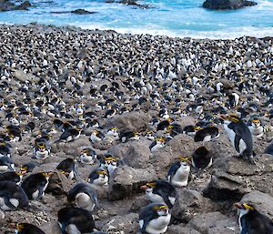 A heap of penguins on a brown sandy beach