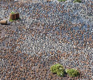 A large penguin colony photographed from high above