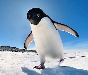 Close up photo of penguin looking down onto the camera.