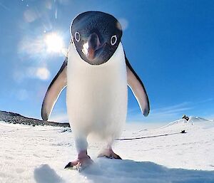 Close up photo of penguin looking down onto the camera.