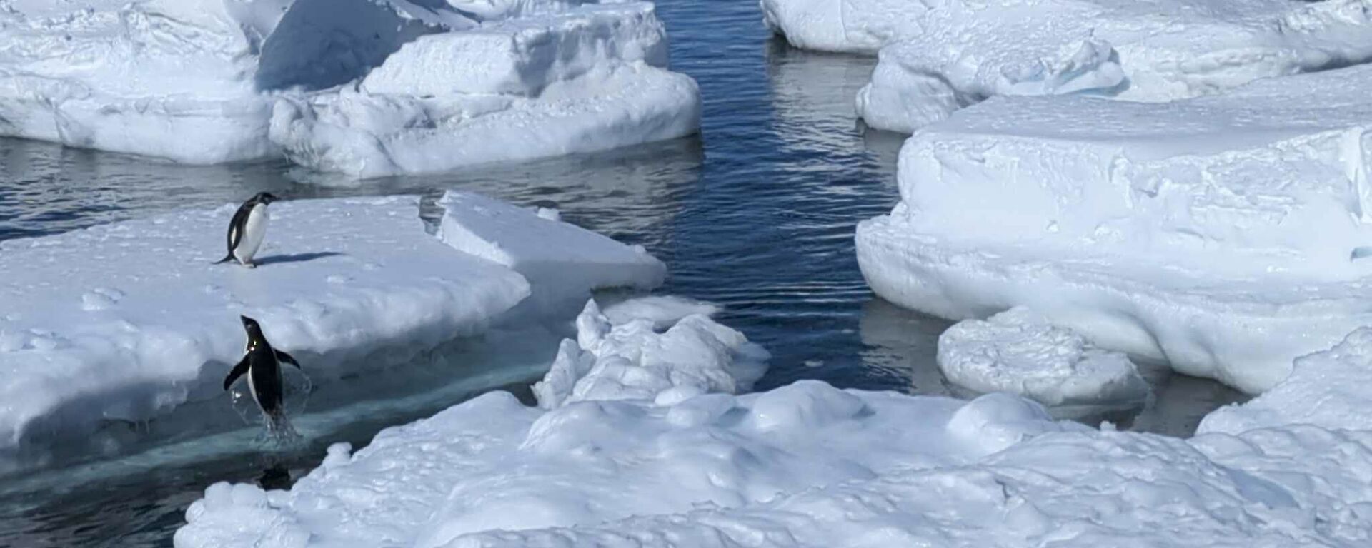 Penguins on ice.