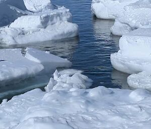 Penguins on ice.