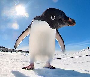 Close up photo of penguin looking down onto the camera.