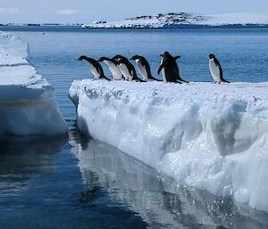 Penguins on ice.