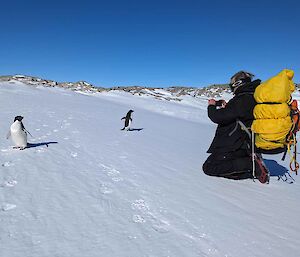 An expeditoner taking photos of penguins on the snow.
