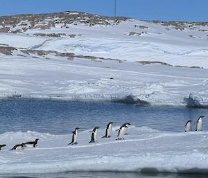 a line of penguins on and iceberg with a penguin erupting out of the water.